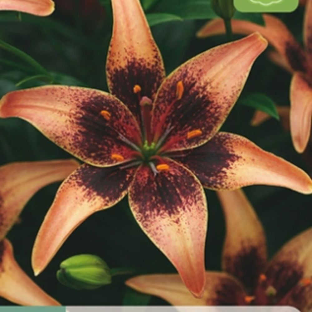 Lilje ‘Whistler’ | 2 blomsterløk