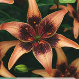 Lilje ‘Whistler’ | 2 blomsterløk