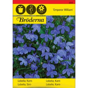 Lobelia Emperor William med klare blå blomster i blomsterbed