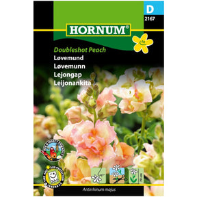 Løvemunn ‘DoubleShot Peach’ med fylte ferskenfargede blomster