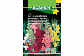 Frøblanding av fargerik løvemunn med livlige blomster i hagen