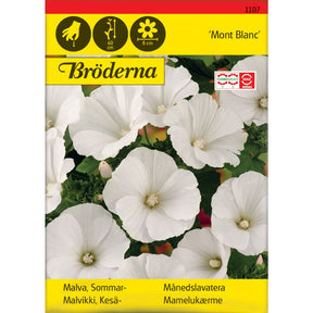 Månedslavatera Mont Blanc med store hvite blomster i hage