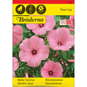 Månedslavatera Silver Cup med rosa blomster i blomsterbed