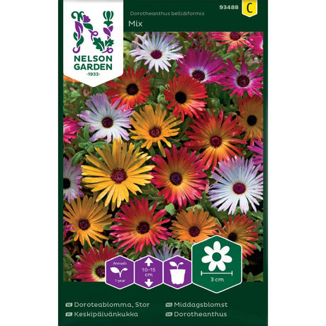 Middagsblomst i sterke farger i solrikt bed