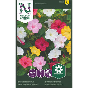 Mirakelblomst med fargerike trompetformede blomster i blomsterbed