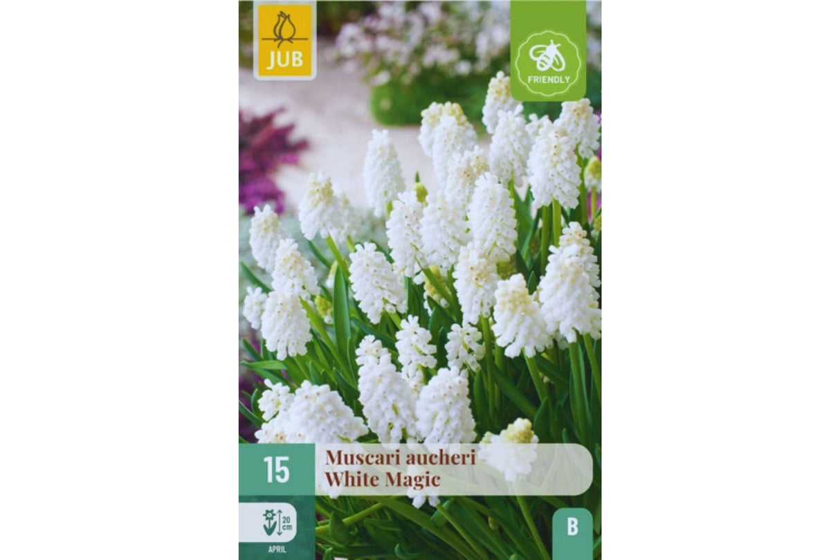 Muscari ‘White Magic’ – Elegant hvit perleblomst (15 blomsterløk)