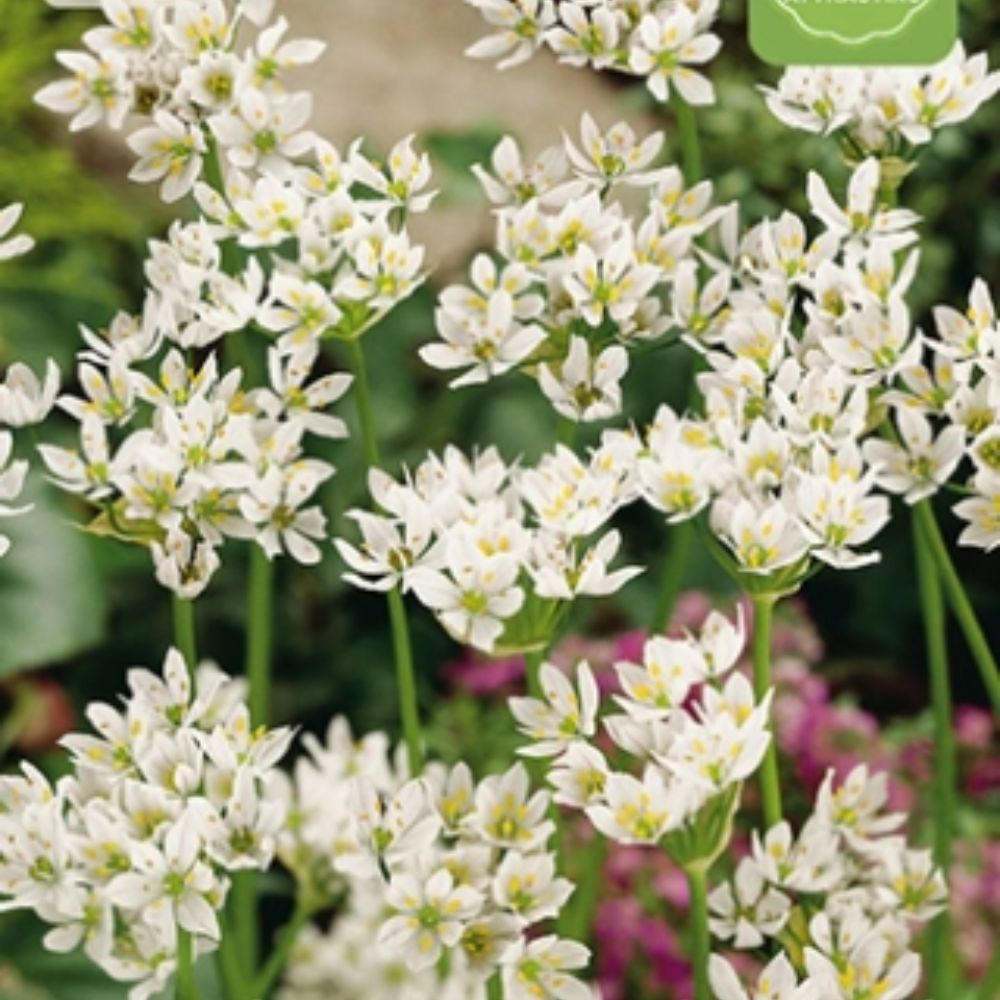 Napoliløk med hvite stjerneformede blomster i blomsterbed.