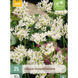 Hvit prydløk Napoliløk i steinbed med tidlig vårblomstring.