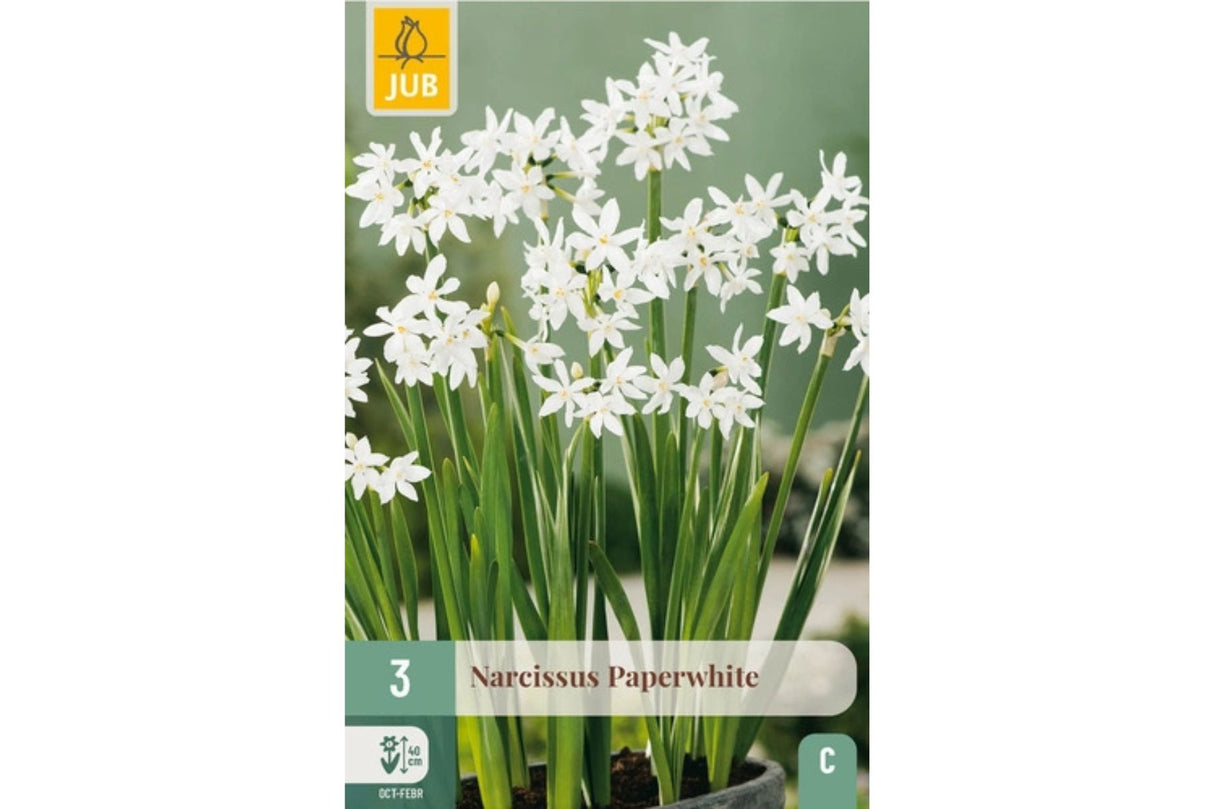 Narsisser ‘Paperwhite’ – Duftende, hvite påskeliljer for innendørs blomstring (3 blomsterløk)
