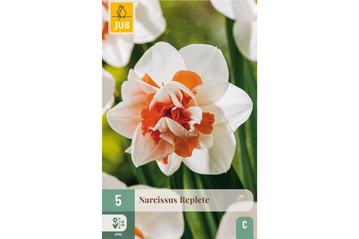Narsisser ‘Replete’ – Elegante, duftende vårblomster i hvitt og aprikosrosa (5 blomsterløk)