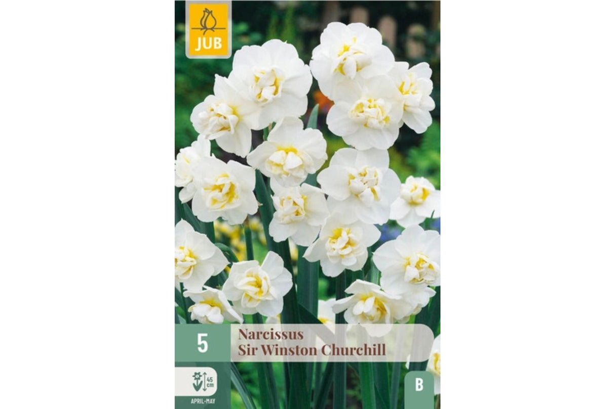 Narsisser ‘Sir Winston Churchill’ – Fylte kremhvite blomster med safrangult hjerte (5 blomsterløk)