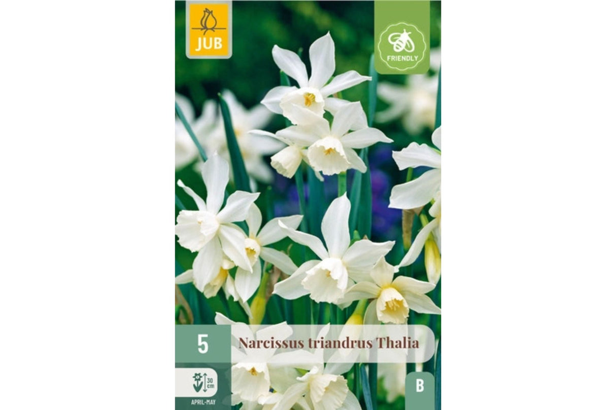 Narsisser ‘Thalia’ – Duftende, snøhvit botanisk skjønnhet (5 blomsterløk)