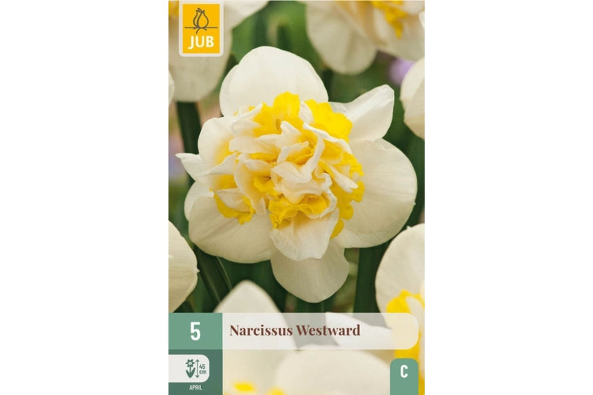 Narsisser ‘Westward’ – Doble, hvitgule vårblomster med frynset senter (5 blomsterløk)