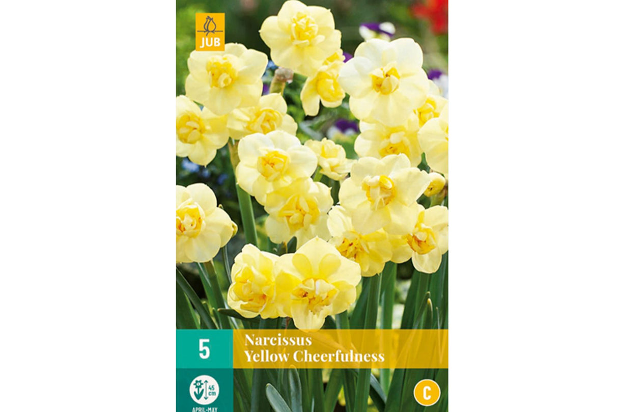 Narsisser ‘Yellow Cheerfulness’ – Fylte, solgule blomster i klaser (5 blomsterløk)