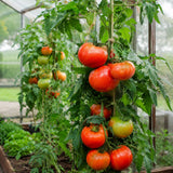 Oh Happy Day F1 tomatplante med store, runde og modne røde tomater