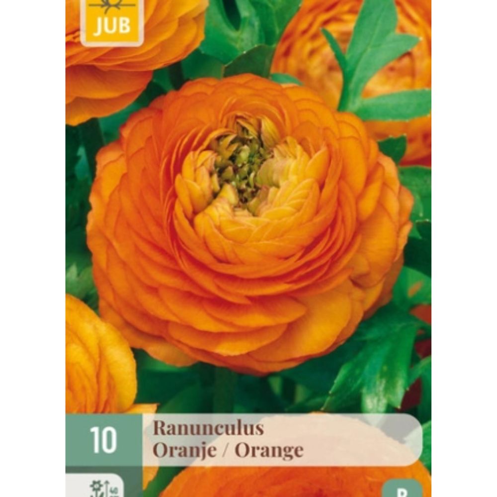 Ranunkler i oransje nyanser brukt som snittblomster i bukett.