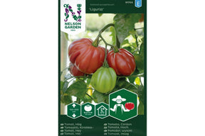 Røde Oxheart-tomater på plante, aromatisk ‘Liguria’-variant.