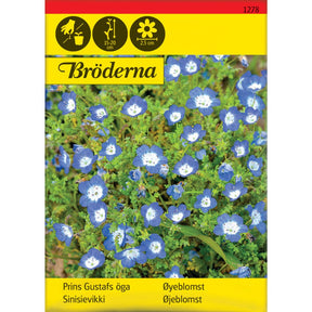 Øyeblomst med små blå blomster i blomsterbed
