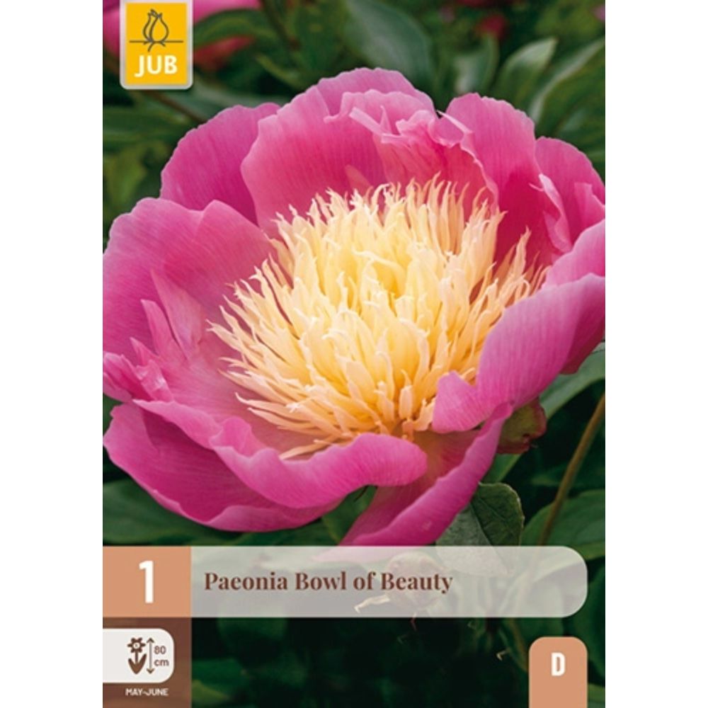 Rosa peon Bowl of Beauty i full blomst