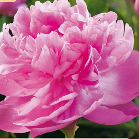 Duftende rosa peon i full blomstring