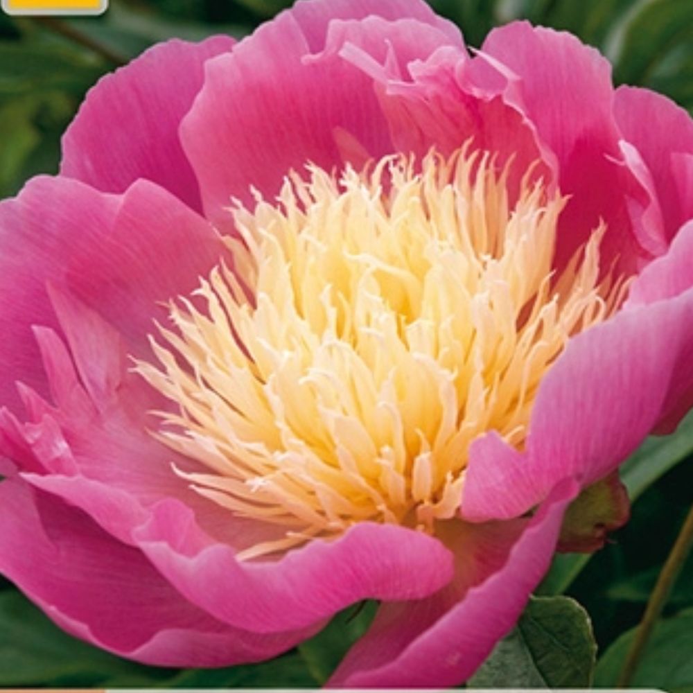 Barrot peon klar for planting i hagen