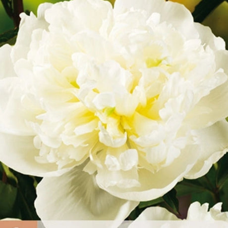 Barrot peon klar til planting i hagejord