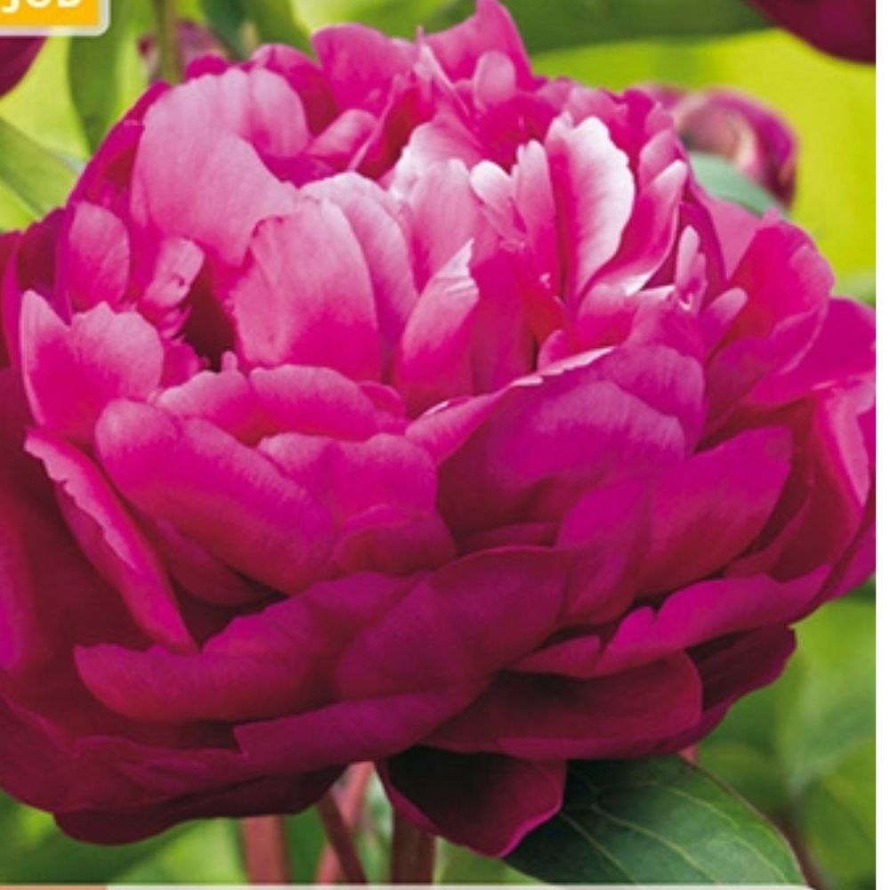 Barrot peon klar for planting i bed