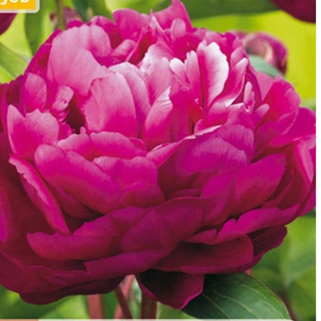 Barrot peon klar for planting i bed