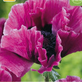 Barrot orientvalmue klar for planting i bed