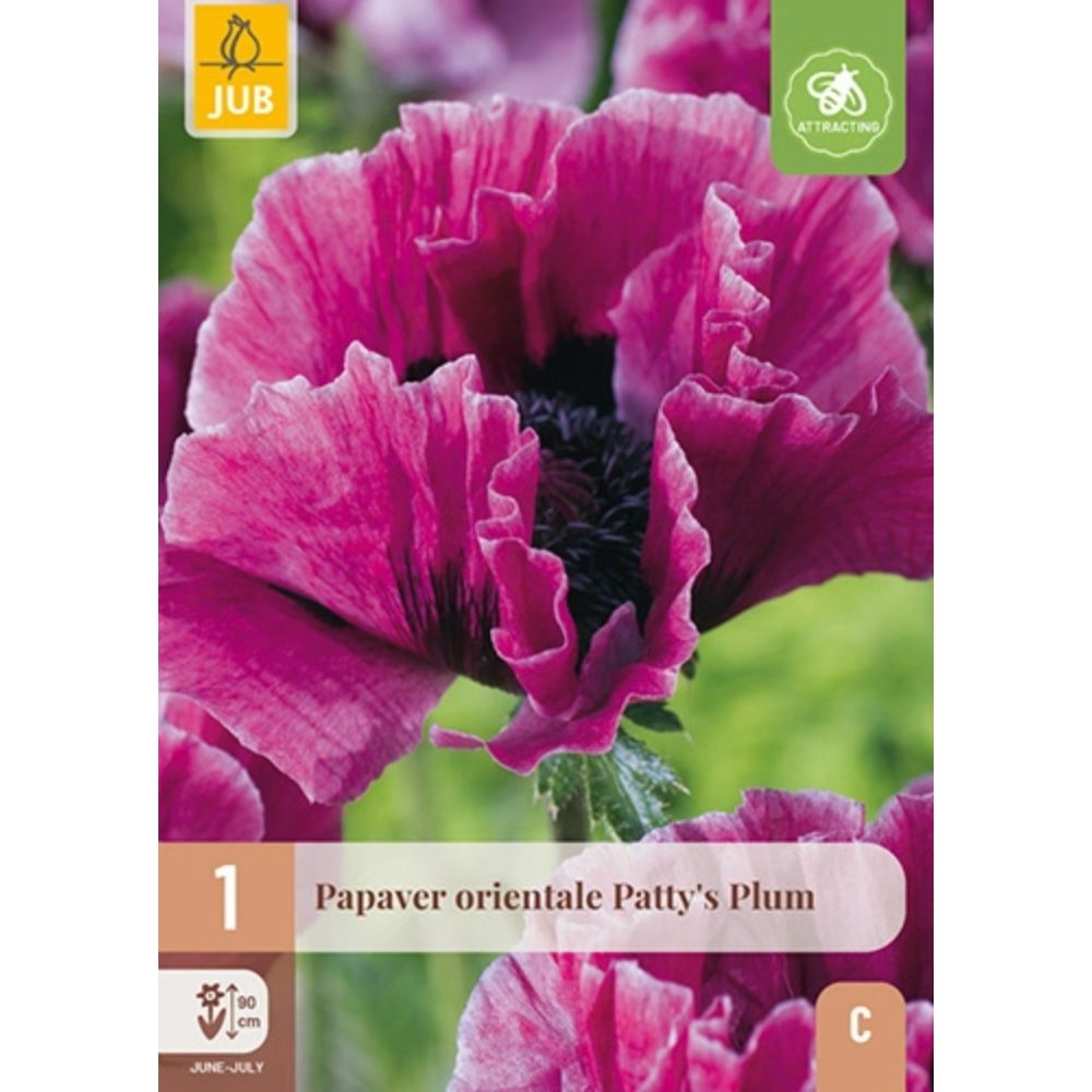 Orientvalmue Patty’s Plum med plommefargede blomster