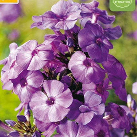 Barrot floks klar for planting i staudebed