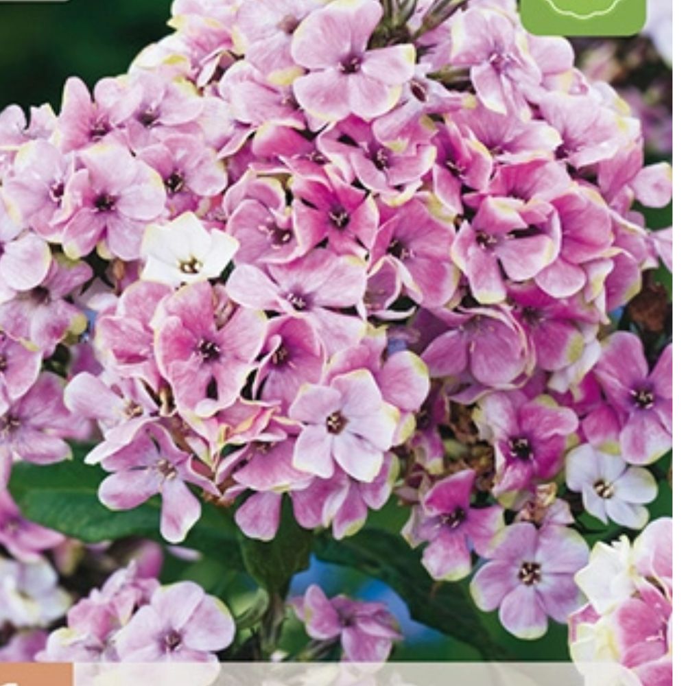 Barrot floks klar for planting i staudebed