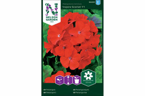 Pelargonium Inspire Scarlet F1 med skarlagenrøde blomster i potte.