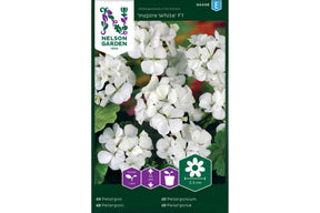 Pelargonium Inspire White F1 med hvite blomster i potte.