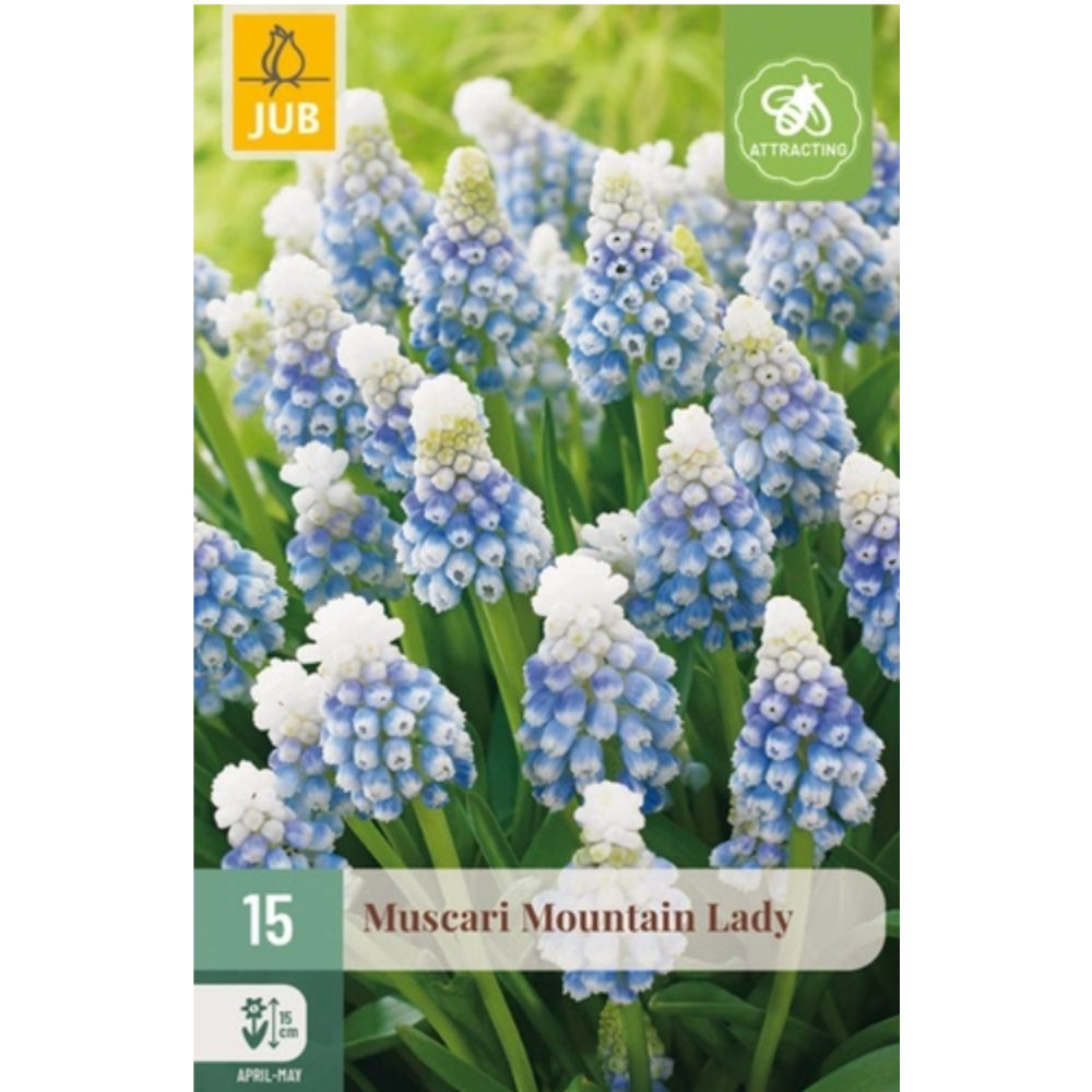 Perleblomst ‘Mountain Lady’ med blå blomsterklaser og dekorativ hvit topp