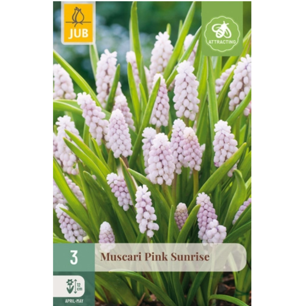 Perleblomst ‘Pink Sunrise’ med tette klaser av delikate rosa blomster