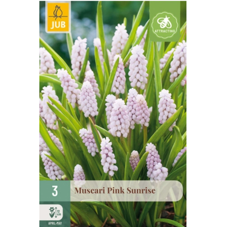 Perleblomst ‘Pink Sunrise’ med tette klaser av delikate rosa blomster