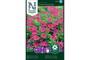 Hengende petunia med dype burgunderrøde blomster i tett fossefall