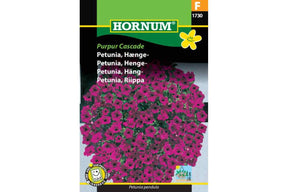 Hengende petunia med purpurfargede blomster som danner tett blomsterkaskade