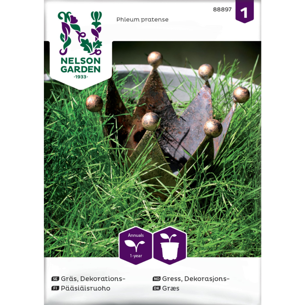 Phleum pratense timotei gress med dekorative aks i naturhage
