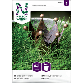 Phleum pratense timotei gress med dekorative aks i naturhage
