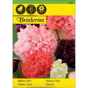 Pionvalmue med fylte blomster i blandede farger