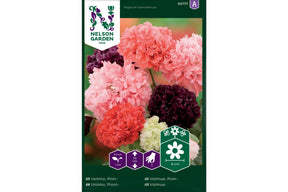 Pionvalmue med store, fylte blomster i rosa, rødt og hvitt