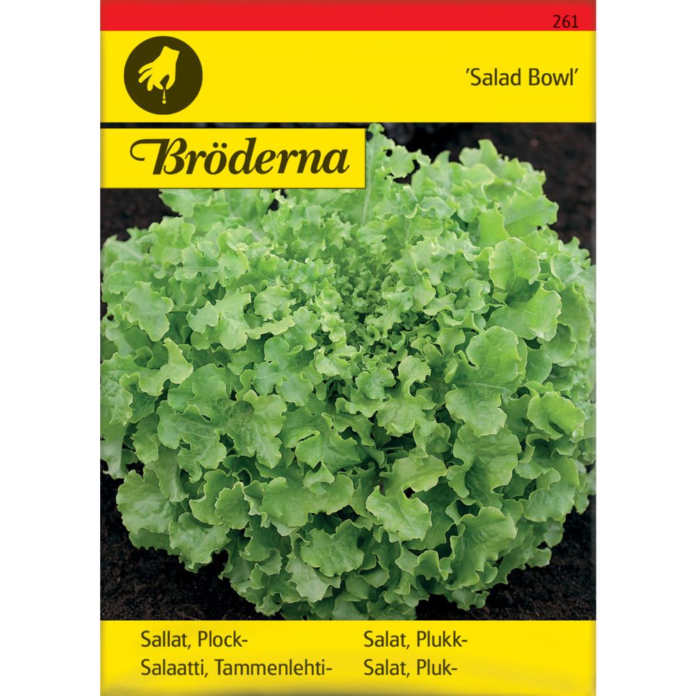 Salad Bowl plukksalat med lysegrønne bølgete blader i kjøkkenhage