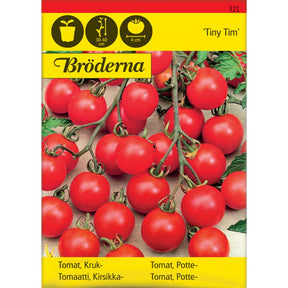 Tiny Tim pottetomat med små røde cherrytomater i potte