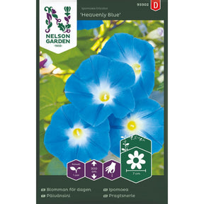 Ipomoea Heavenly Blue med store himmelblå blomster på klatrestativ