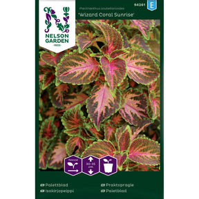 Praktspragle Wizard Coral Sunrise med grønne og rosa blader