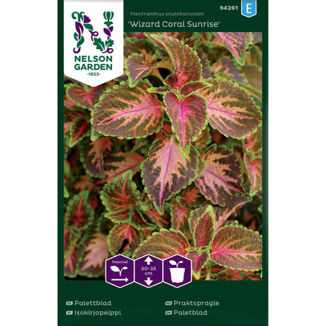 Praktspragle Wizard Coral Sunrise med grønne og rosa blader