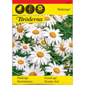 Prestekrage Maikönigin med hvite blomster i blomsterbed