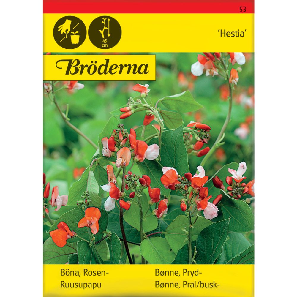 Prydbønne Hestia med røde og hvite blomster i potte